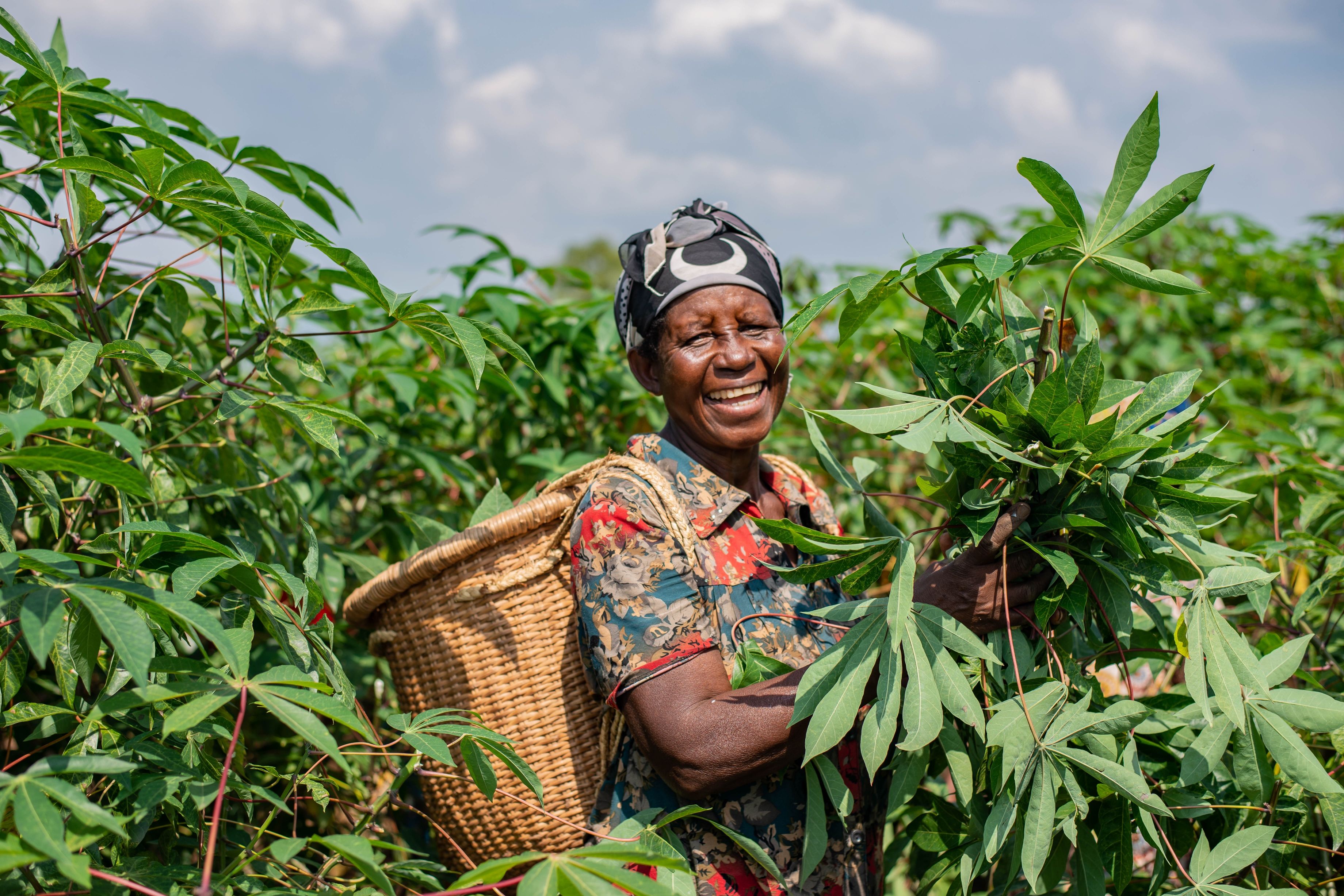 An African woman on a cassava farm