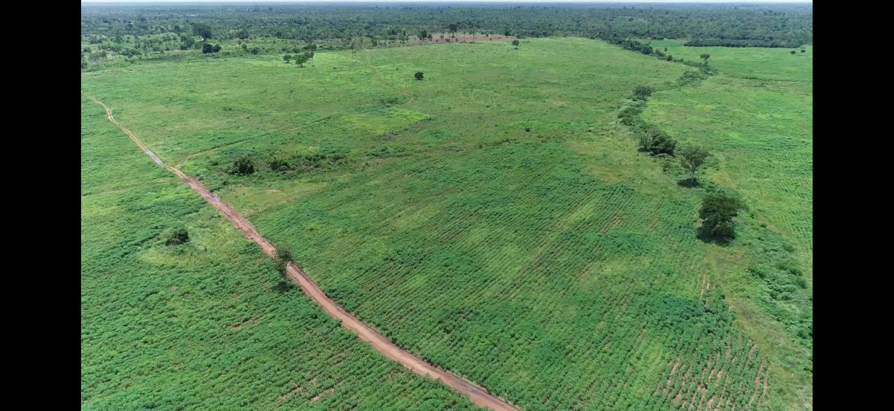 Aerial view of Pitiku Plantations fields, Afram Plains, Ghana